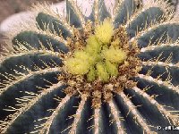 Ferocactus glaucescens JL543+FA (also available by 100-1000-10.000)